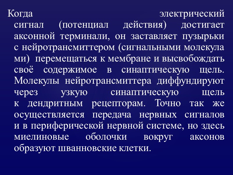 Когда электрический сигнал (потенциал действия) достигает аксонной терминали, он заставляет пузырьки с нейротрансмиттером (сигнальными